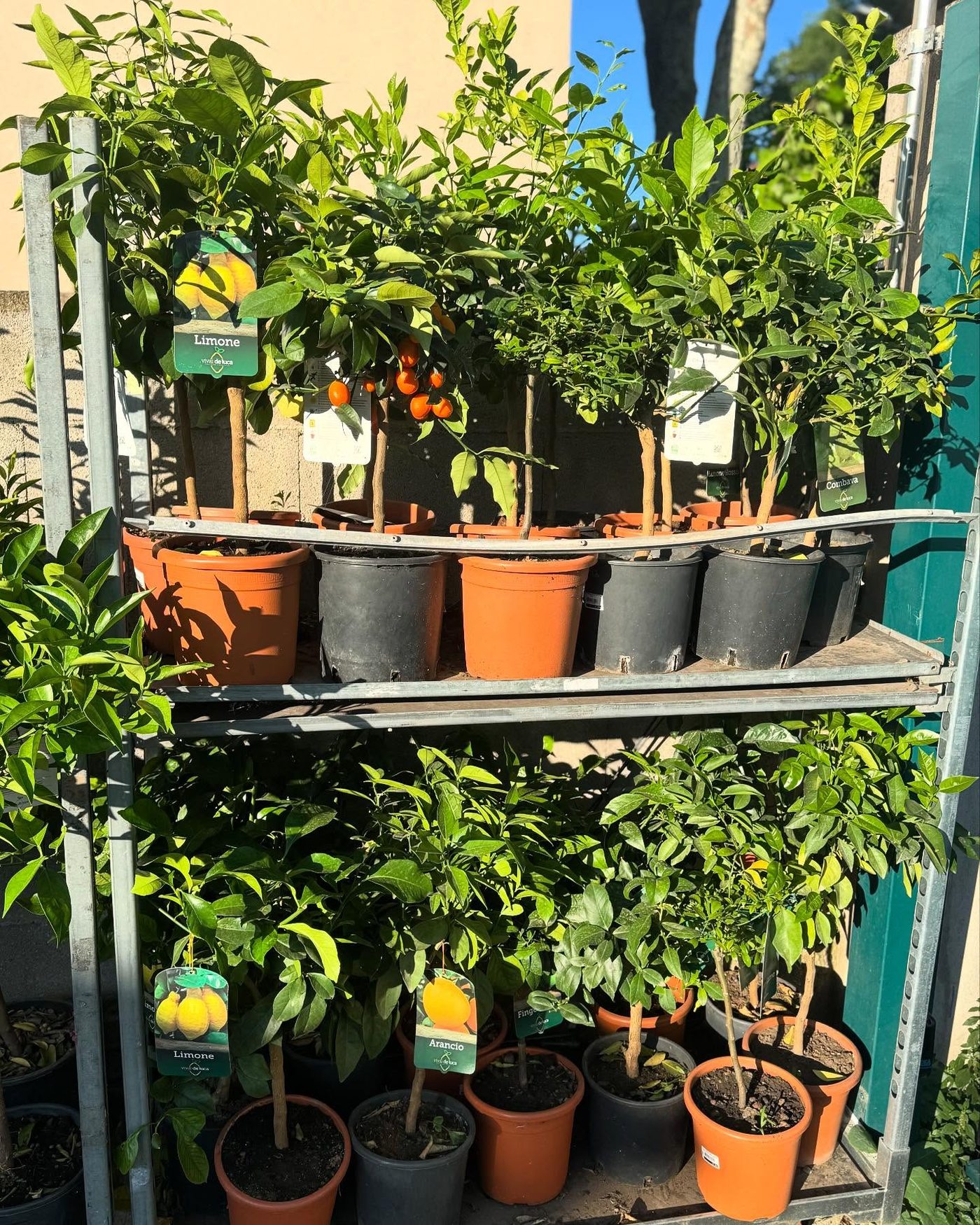 Agrumes et petits arbres en pots