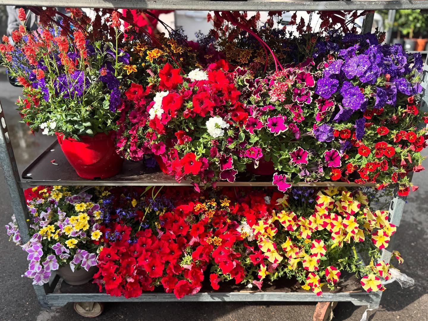 Étal de fleurs de la jardinerie Moutet