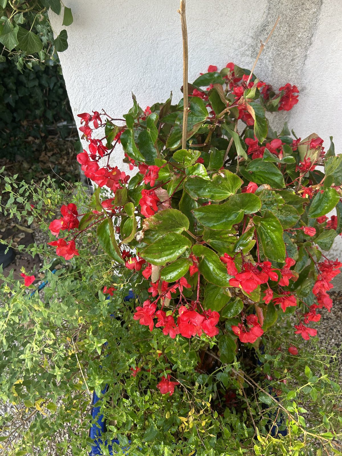 Fleurs et plantes de la jardinerie Moutet
