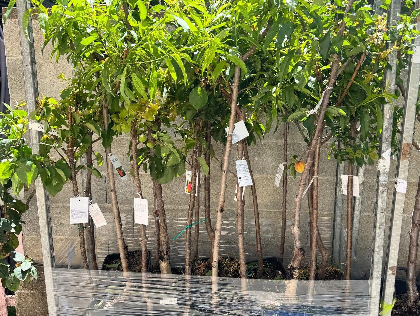 Gros sujets, arbres et oliviers
