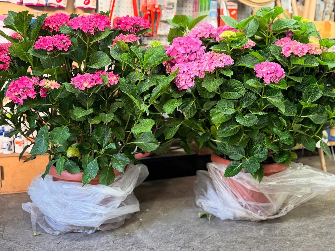 Hortensias en fleurs