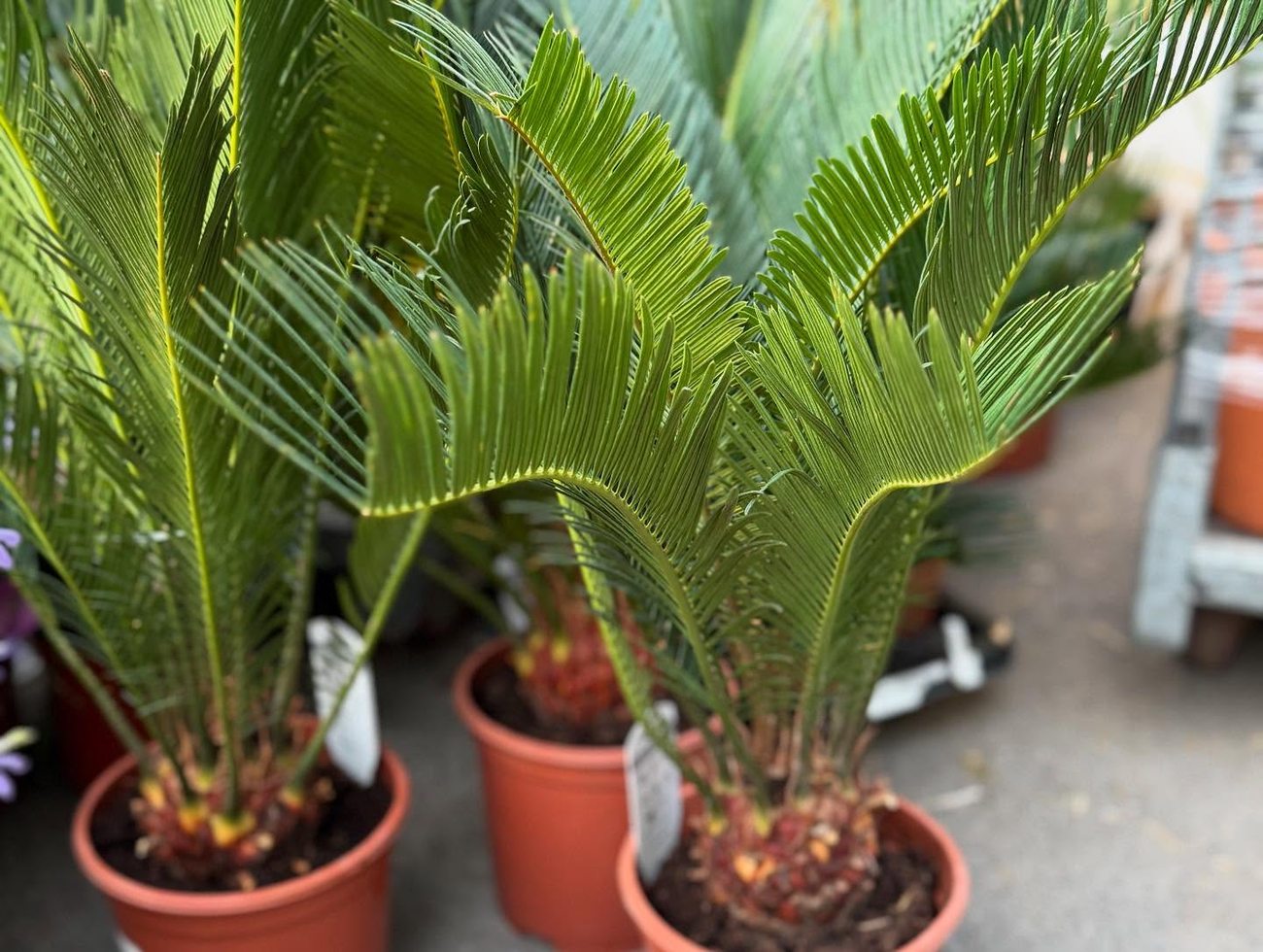 Palmiers et plantes vertes